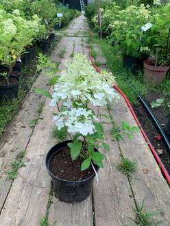 Гортензия метельчатая Геркулес (Hercules)