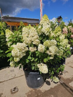 Гортензия метельчатая Геркулес (Hercules)