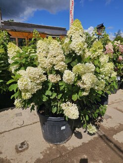 Гортензия метельчатая Геркулес (Hercules)