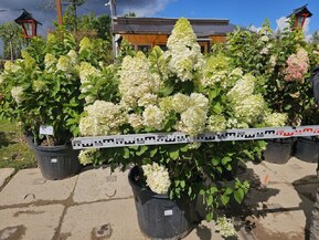 Гортензия метельчатая Геркулес (Hercules)