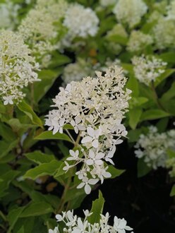 Гортензия метельчатая Меджикал Лайм Спаркл (Magical Lime Sparkle)