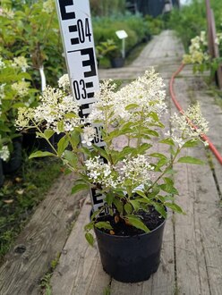 Гортензия метельчатая Меджикал Лайм Спаркл (Magical Lime Sparkle)