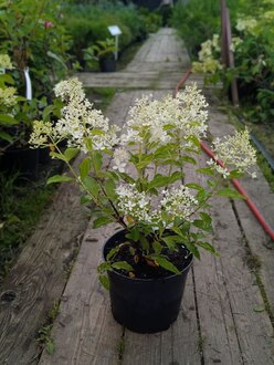 Гортензия метельчатая Меджикал Лайм Спаркл (Magical Lime Sparkle)