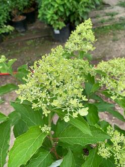 Гортензия метельчатая Меджикал Лайм Спаркл (Magical Lime Sparkle)