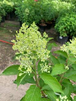 Гортензия метельчатая Меджикал Лайм Спаркл (Magical Lime Sparkle)