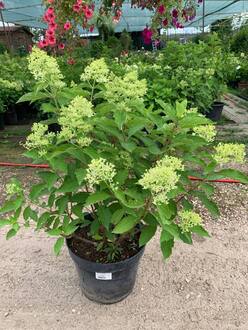 Гортензия метельчатая Меджикал Лайм Спаркл (Magical Lime Sparkle)