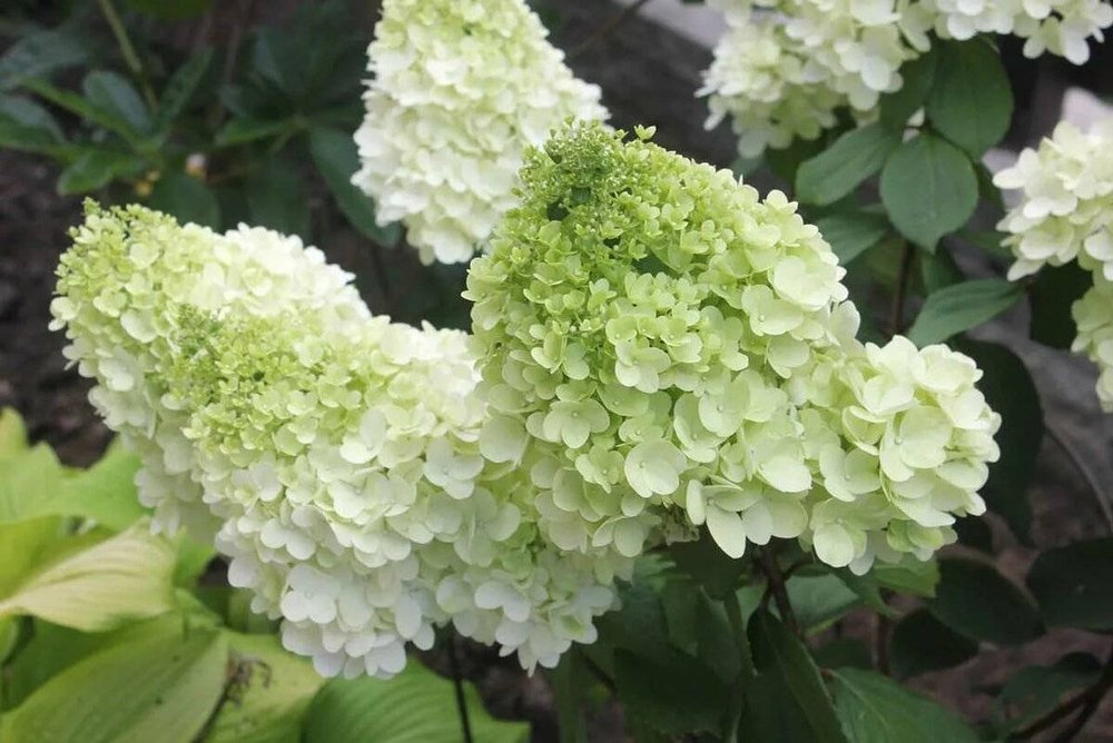 Гортензия метельчатая Меджикал Маттерхорн (Magical Matterhorn)