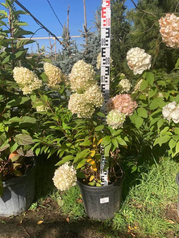 Гортензия метельчатая Меджикал Маттерхорн (Magical Matterhorn)