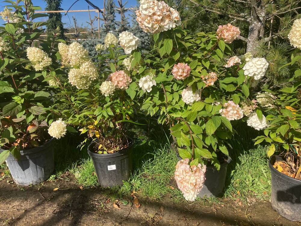 Гортензия метельчатая Меджикал Маттерхорн (Magical Matterhorn)