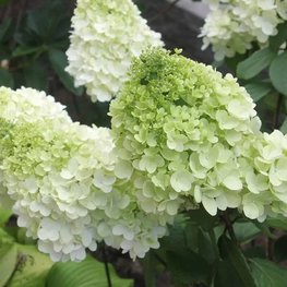 Гортензия метельчатая Меджикал Маттерхорн (Magical Matterhorn)