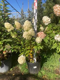 Гортензия метельчатая Меджикал Маттерхорн (Magical Matterhorn)