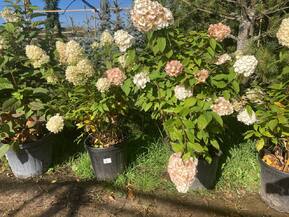 Гортензия метельчатая Меджикал Маттерхорн (Magical Matterhorn)