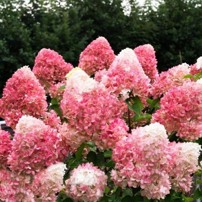 Гортензия метельчатая Пинк энд Роуз (Pink and Rose)