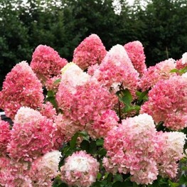 Гортензия метельчатая Пинк энд Роуз (Pink and Rose)