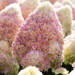 Гортензия метельчатая Саммер Лав (Summer Love)