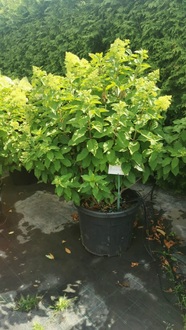 Гортензия метельчатая Саммер Лав (Summer Love)