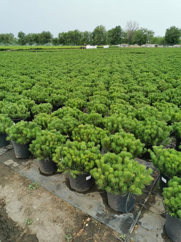 Сосна горная Мугус (Mughus)