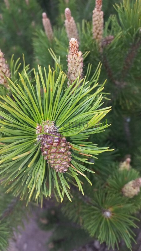 Сосна горная Мугус (Mughus)