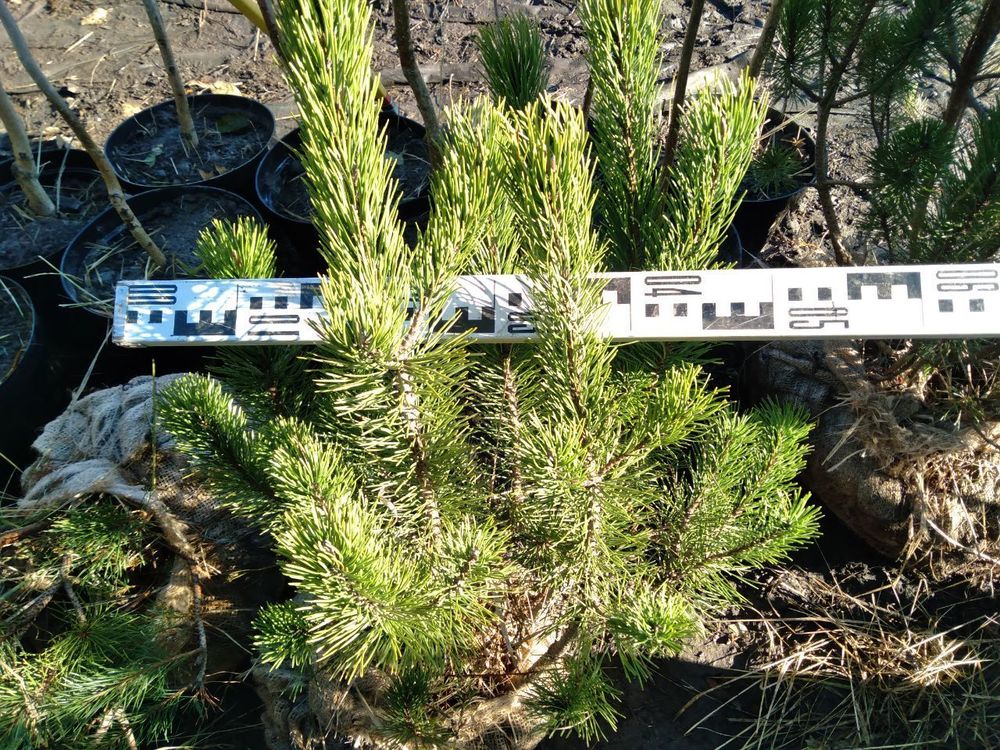 Сосна горная Мугус (Mughus)