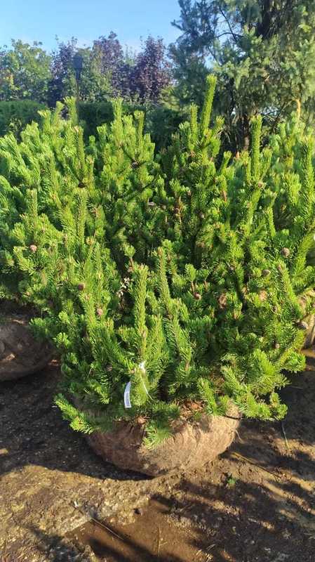 Сосна горная Мугус (Mughus)