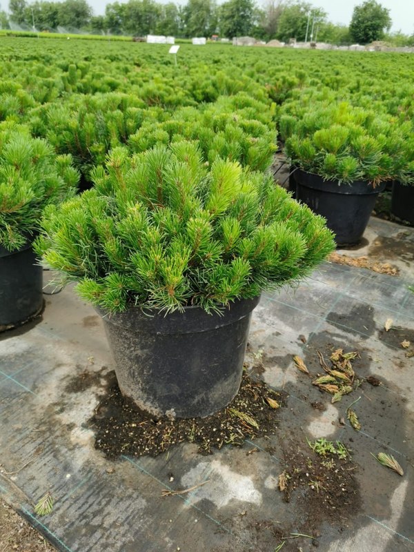 Сосна горная Мугус (Mughus)