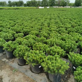 Сосна горная Мугус (Mughus)