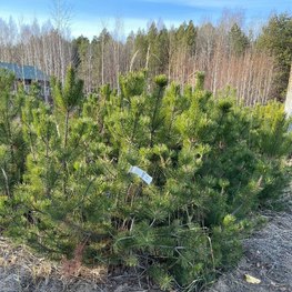 Сосна горная Мугус (Mughus)