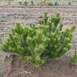 Сосна горная Мугус (Mughus)