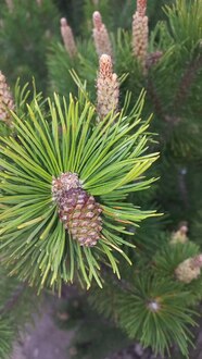 Сосна горная Мугус (Mughus)