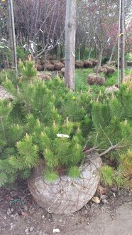 Сосна горная Мугус (Mughus)