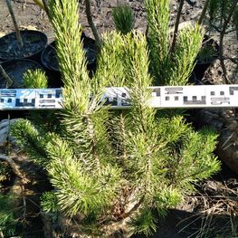 Сосна горная Мугус (Mughus)