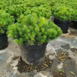 Сосна горная Мугус (Mughus)