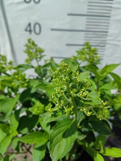 Гортензия метельчатая Скайфолл (Skyfall)