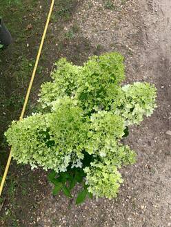 Гортензия метельчатая Скайфолл (Skyfall)