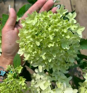 Гортензия метельчатая Скайфолл (Skyfall)