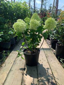 Гортензия метельчатая Скайфолл (Skyfall)