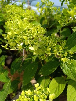 Гортензия метельчатая Скайфолл (Skyfall)