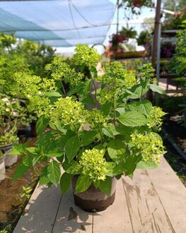 Гортензия метельчатая Скайфолл (Skyfall)