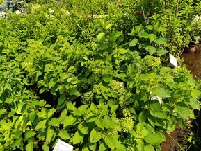 Гортензия метельчатая Скайфолл (Skyfall)