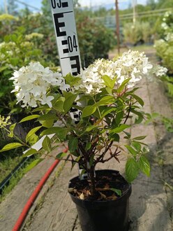 Гортензия метельчатая Скайфолл (Skyfall)