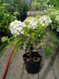 Гортензия метельчатая Скайфолл (Skyfall)