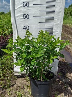 Гортензия метельчатая Скайфолл (Skyfall)