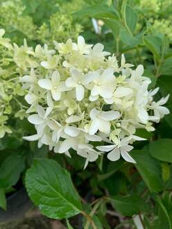 Гортензия метельчатая Скайфолл (Skyfall)