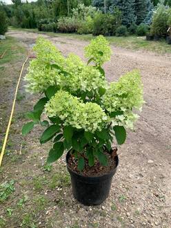 Гортензия метельчатая Скайфолл (Skyfall)