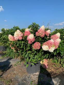 Гортензия метельчатая Строберри Блоссом (Strawberry Blossom)