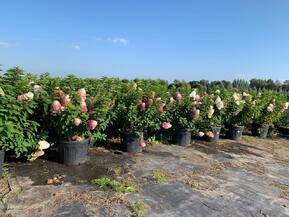 Гортензия метельчатая Строберри Блоссом (Strawberry Blossom)