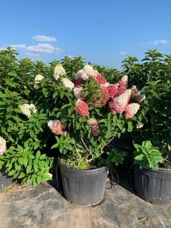 Гортензия метельчатая Строберри Блоссом (Strawberry Blossom)