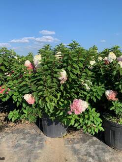 Гортензия метельчатая Строберри Блоссом (Strawberry Blossom)