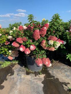 Гортензия метельчатая Строберри Блоссом (Strawberry Blossom)