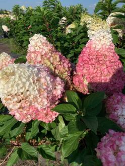 Гортензия метельчатая Строберри Блоссом (Strawberry Blossom)